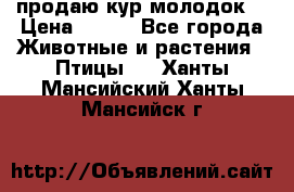 продаю кур молодок. › Цена ­ 320 - Все города Животные и растения » Птицы   . Ханты-Мансийский,Ханты-Мансийск г.